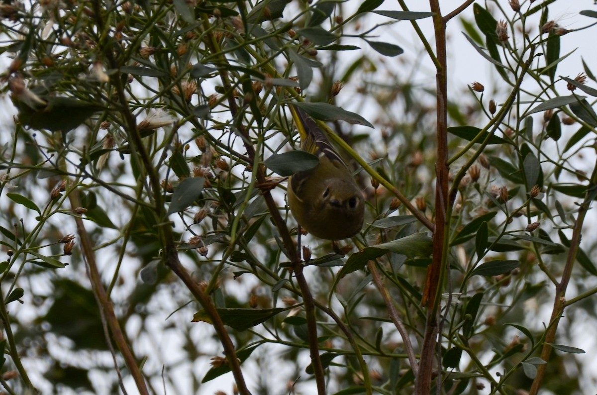 Ruby-crowned Kinglet - ML626518812