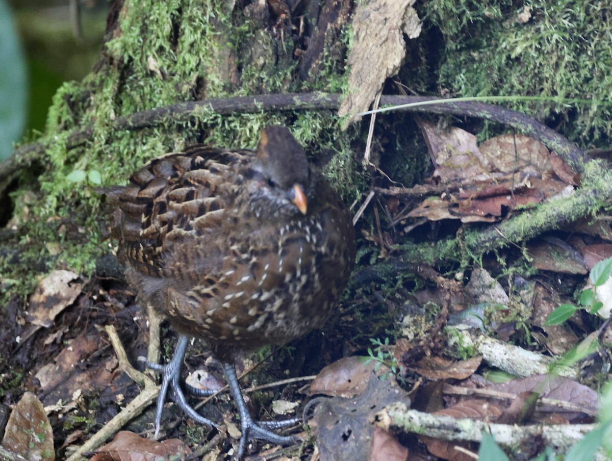 Spotted Wood-Quail - ML626518846