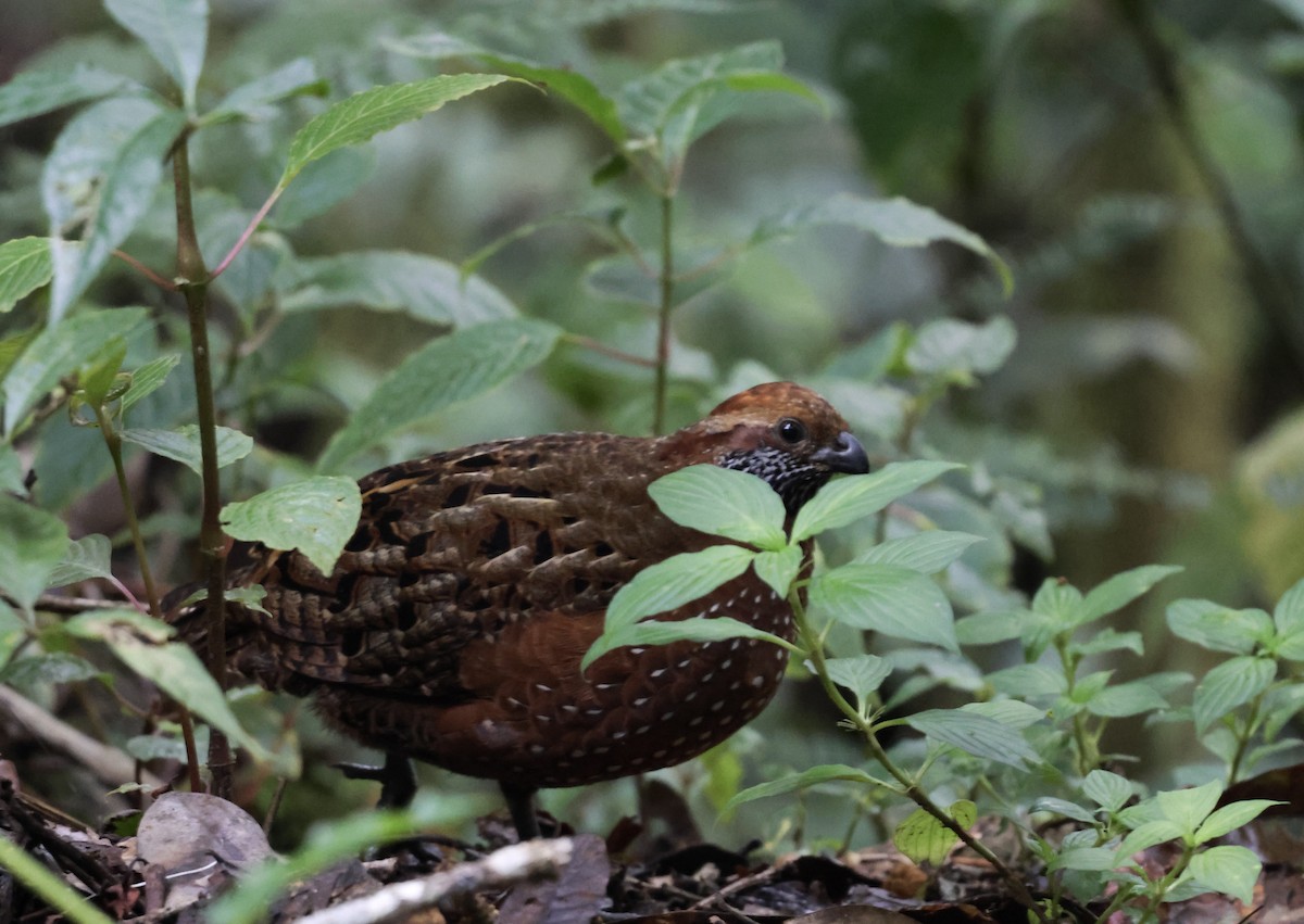 Spotted Wood-Quail - ML626518869