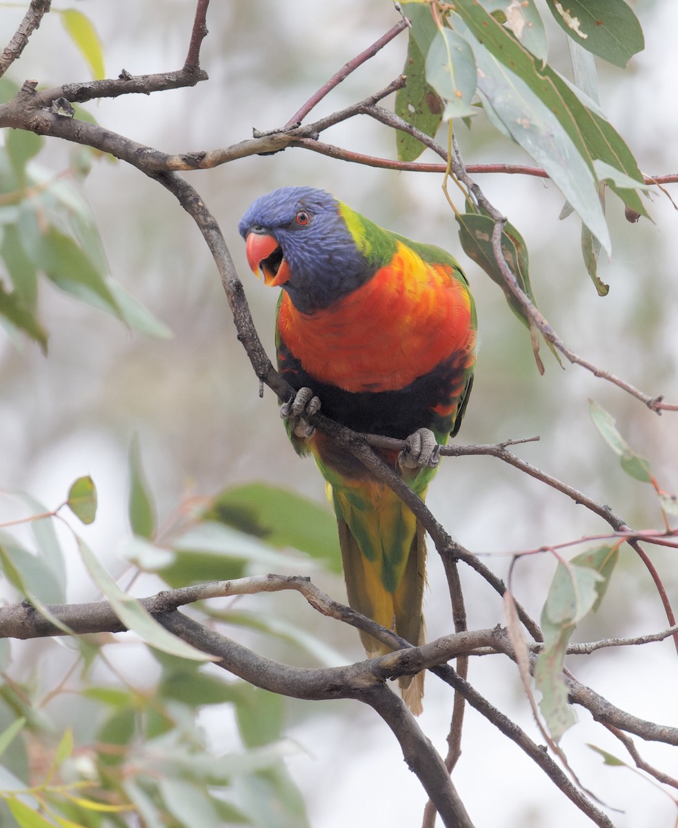 Rainbow Lorikeet - ML626519216