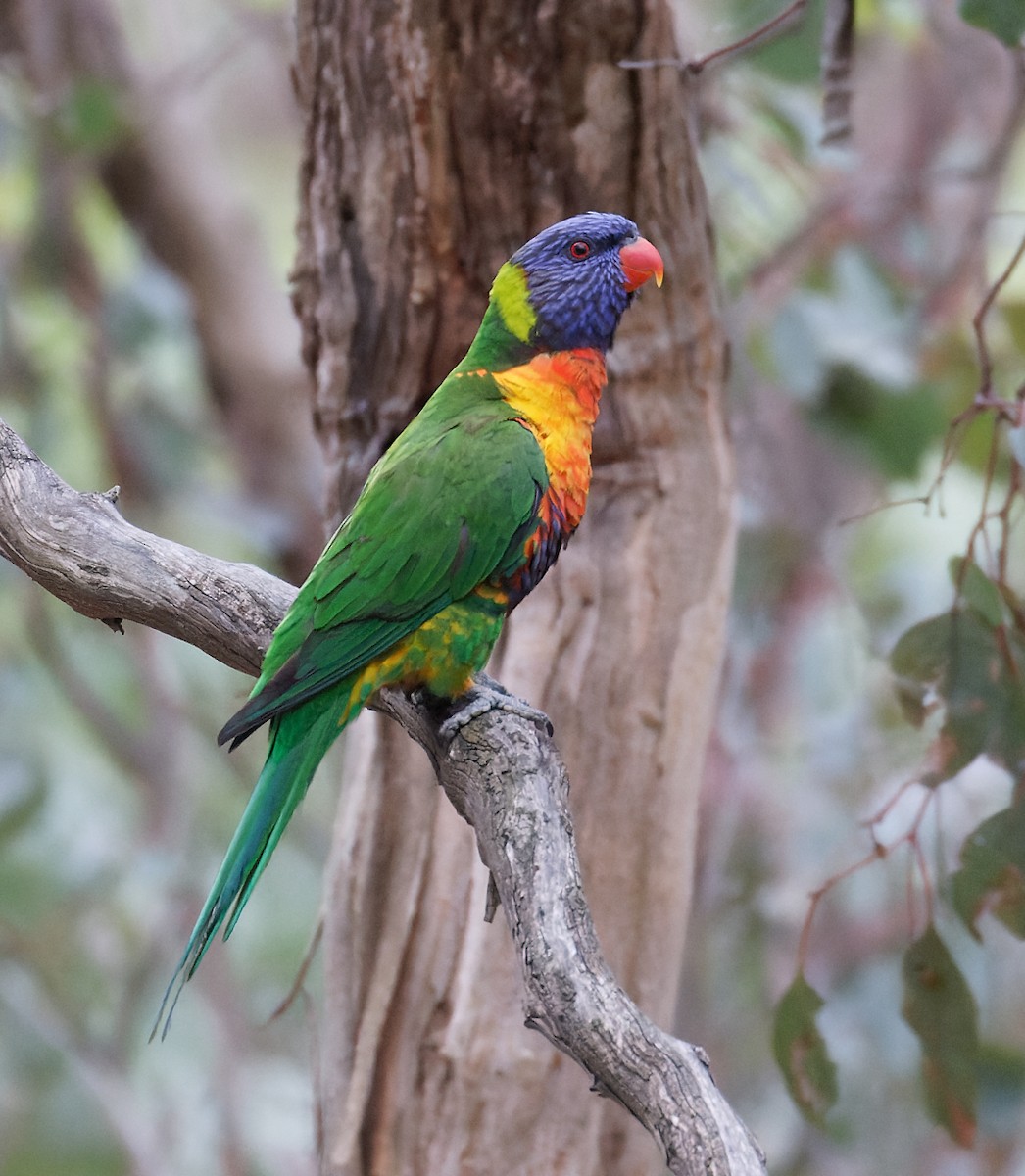 Rainbow Lorikeet - ML626519217