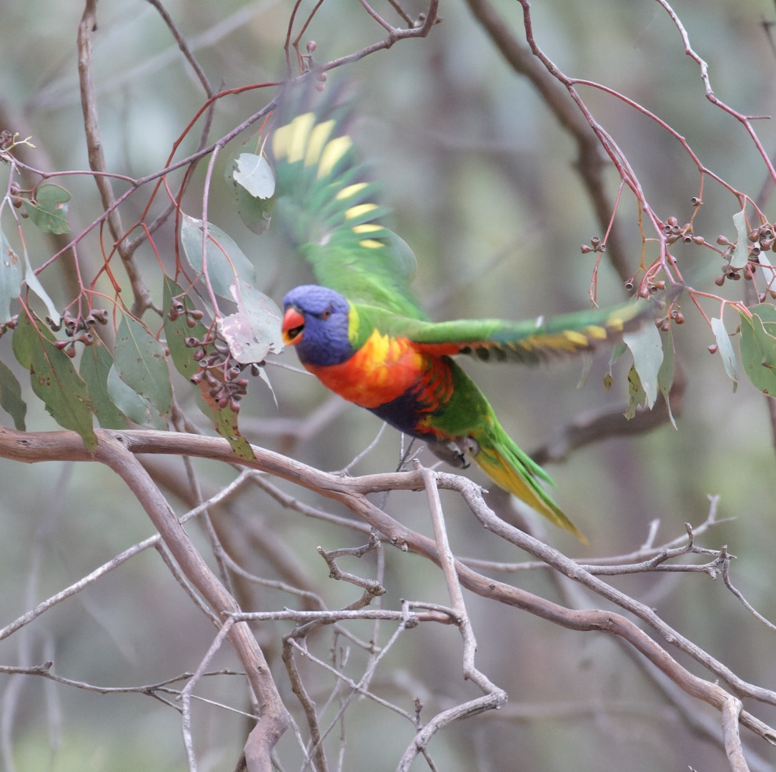 Rainbow Lorikeet - ML626519218