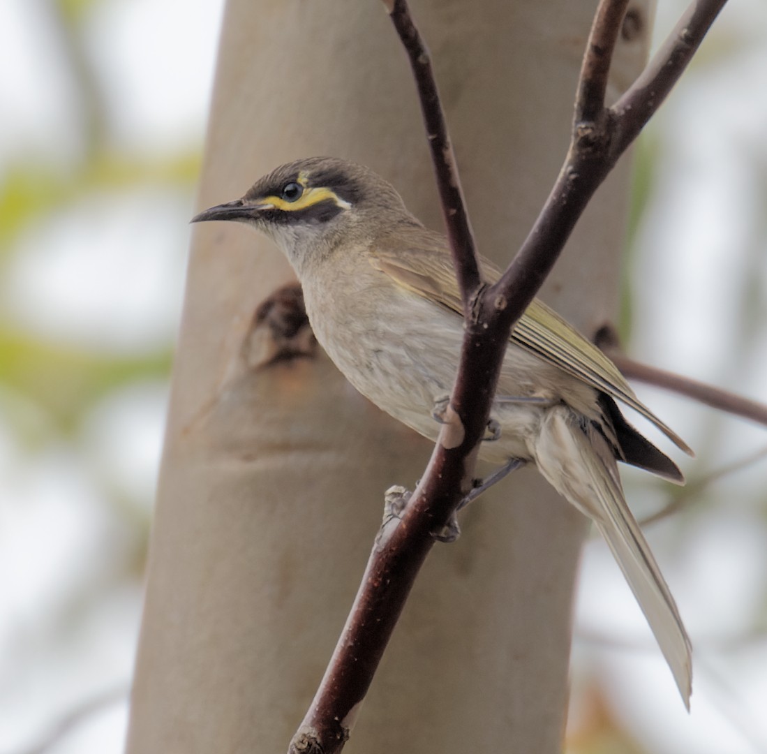 Yellow-faced Honeyeater - ML626519221