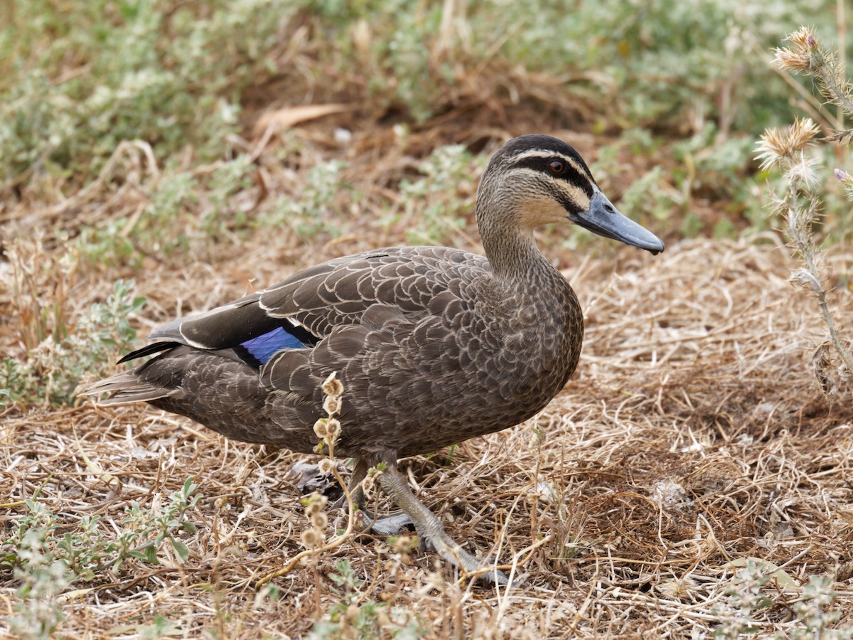 Pacific Black Duck - ML626519226