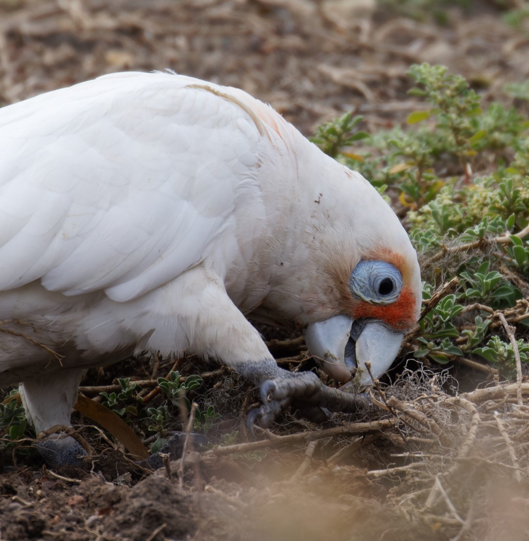 Long-billed Corella - ML626519230