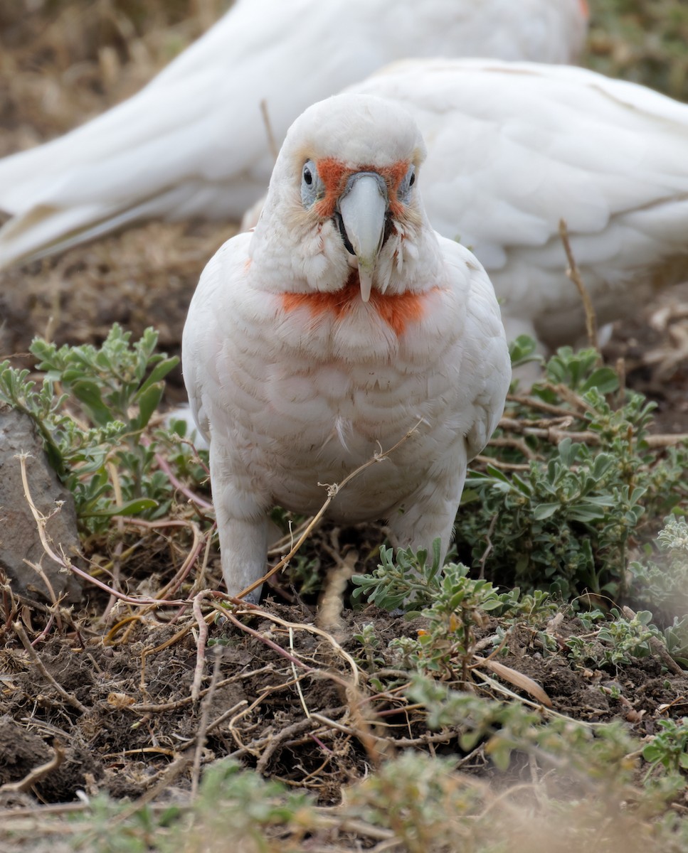 Long-billed Corella - ML626519231