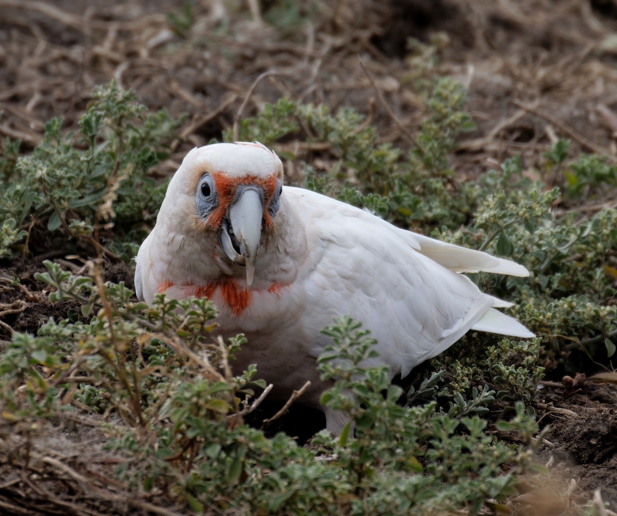 Long-billed Corella - ML626519232