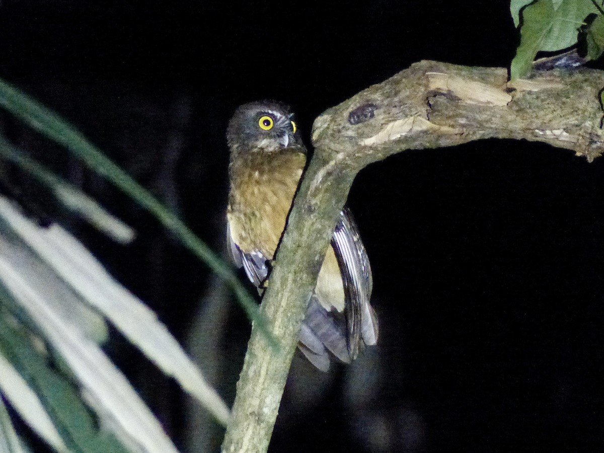 Ochre-bellied Boobook - ML626519821