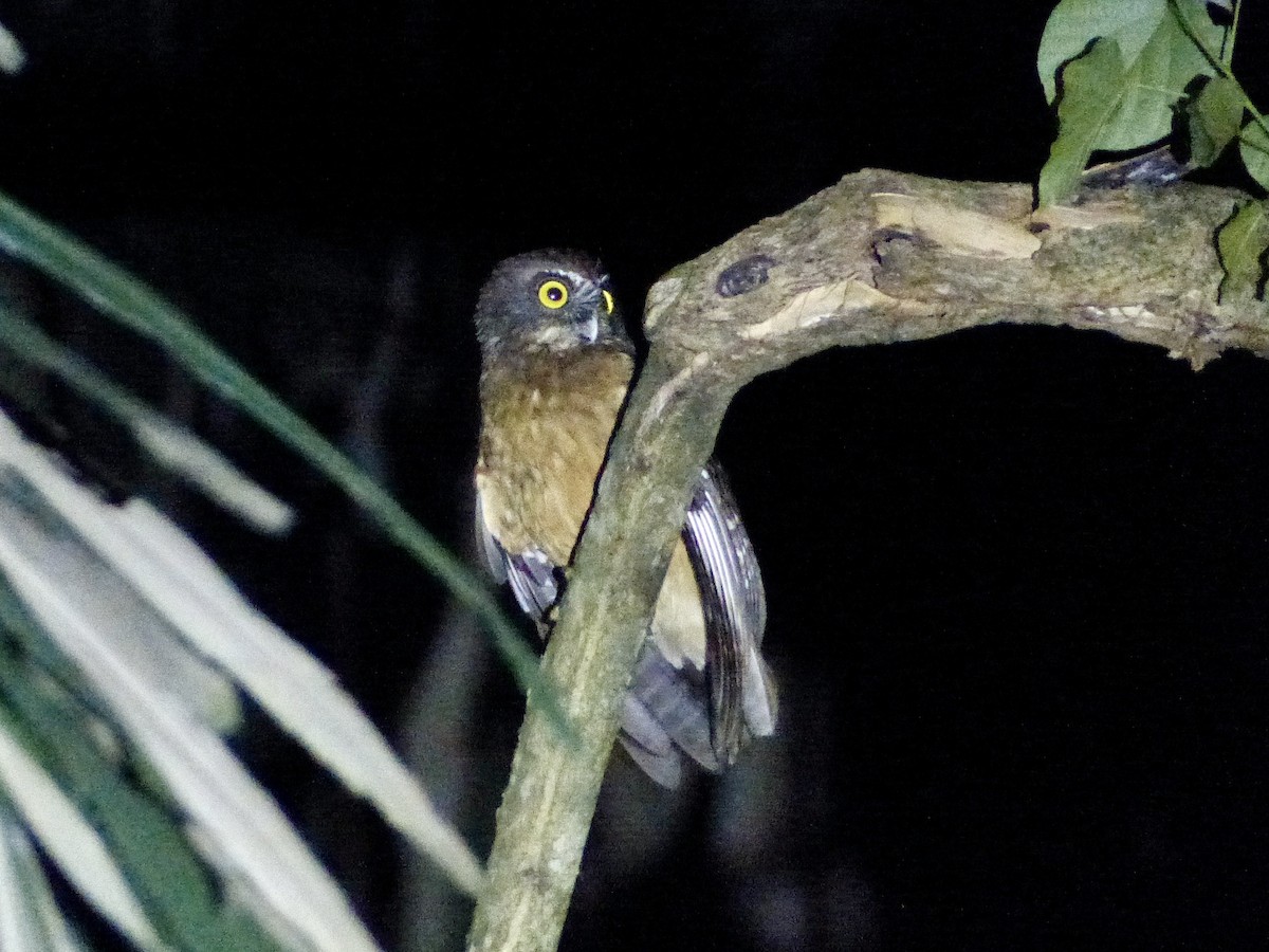 Ochre-bellied Boobook - ML626519822