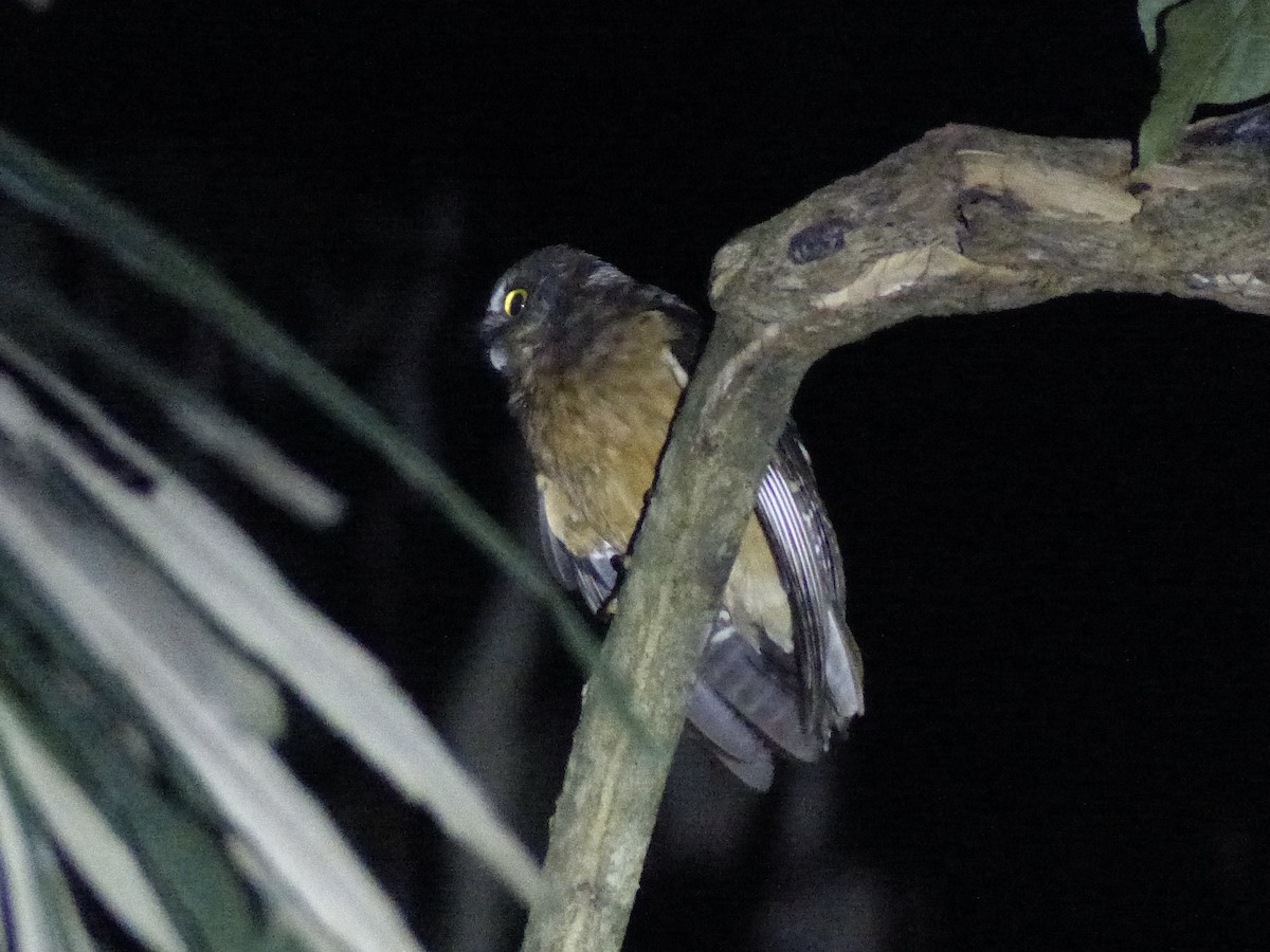 Ochre-bellied Boobook - ML626519823