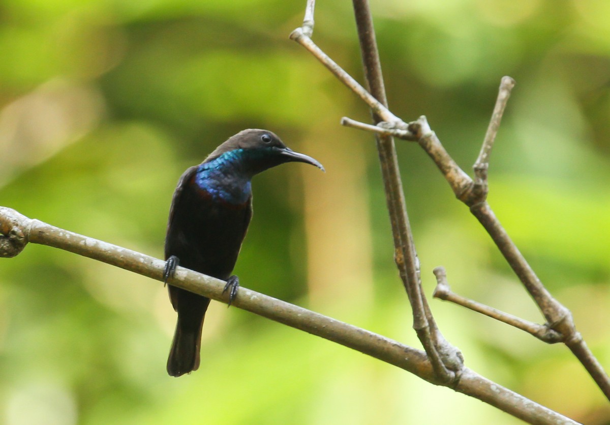 Flores Sea Sunbird - ML626519862