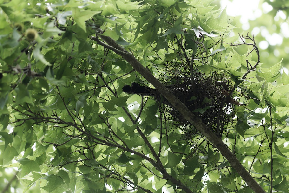 Gray Treepie - ML626519886