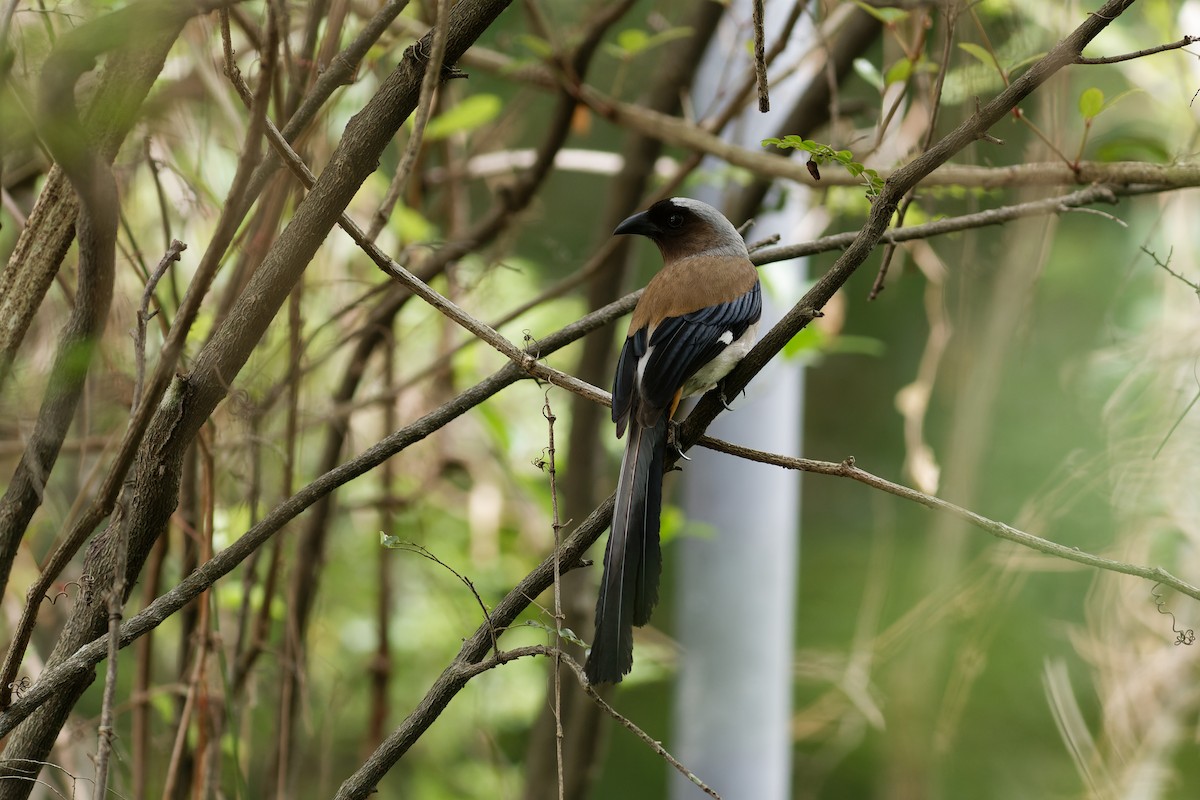 Gray Treepie - ML626519910