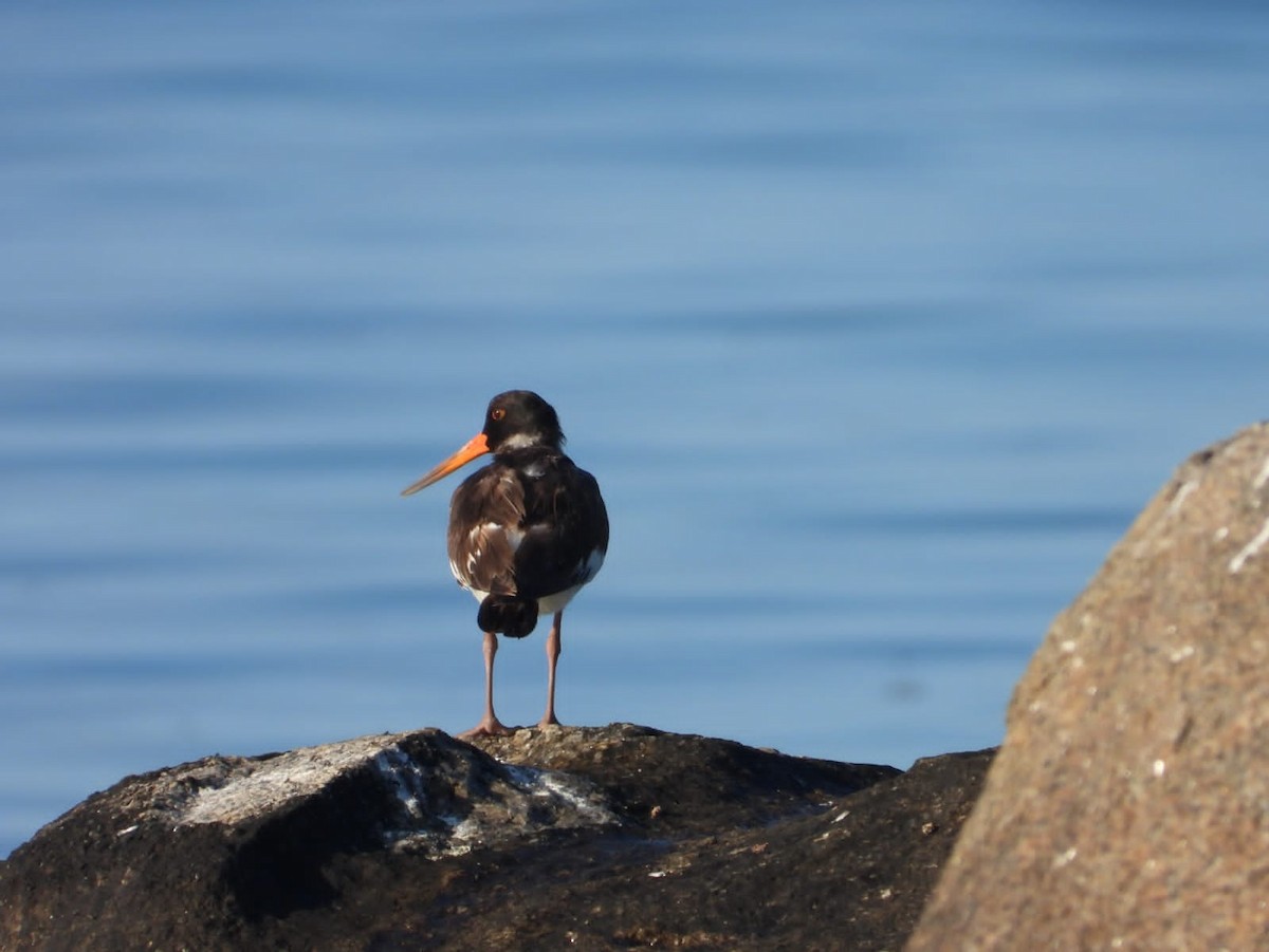 Eurasian Oystercatcher - ML626519912