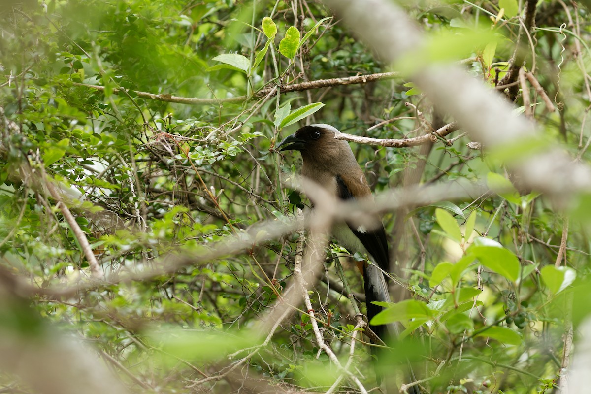 Gray Treepie - ML626519916