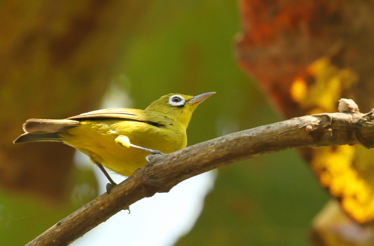 Lemon-bellied White-eye - ML626519937