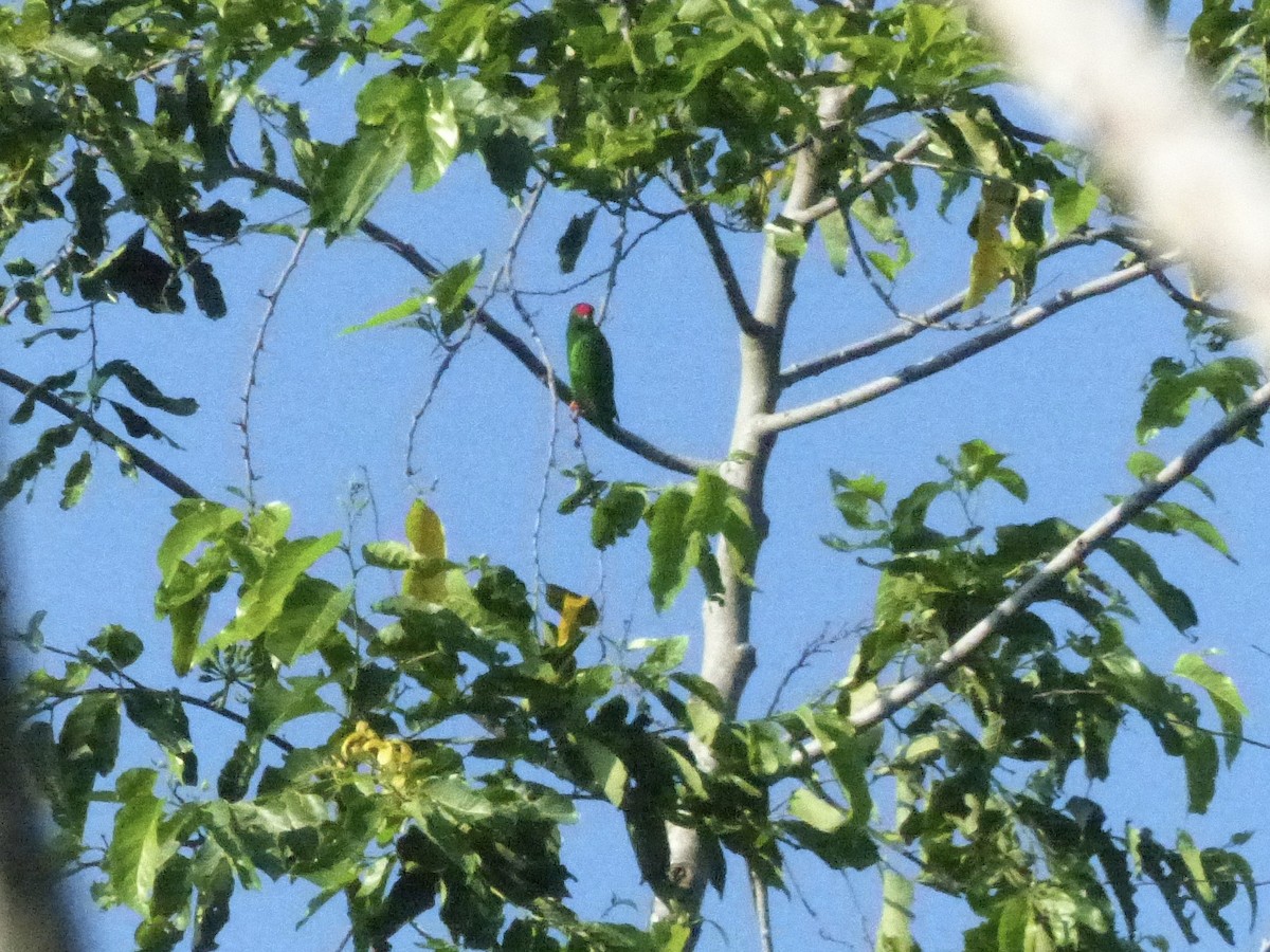 Sulawesi Hanging-Parrot - Jenny Bowman