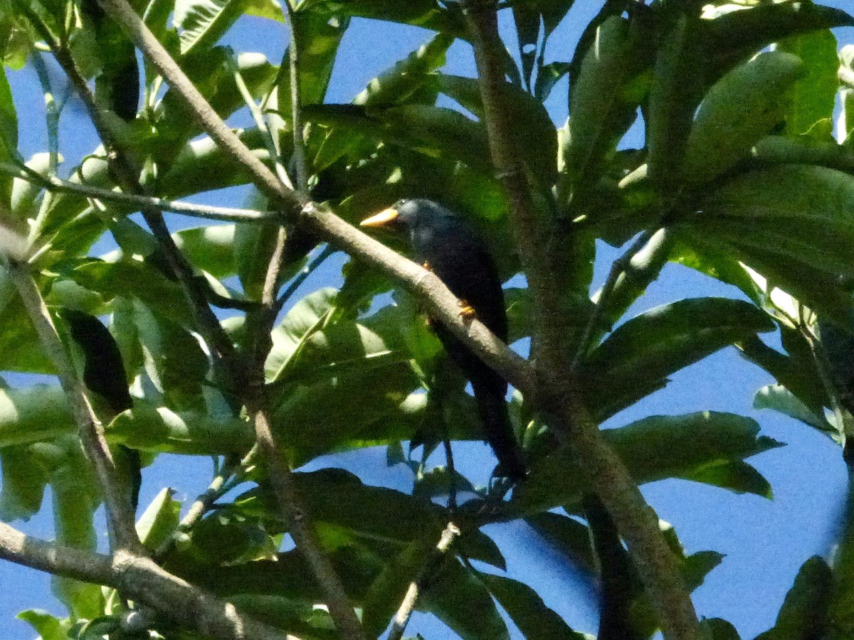 Finch-billed Myna - Jenny Bowman