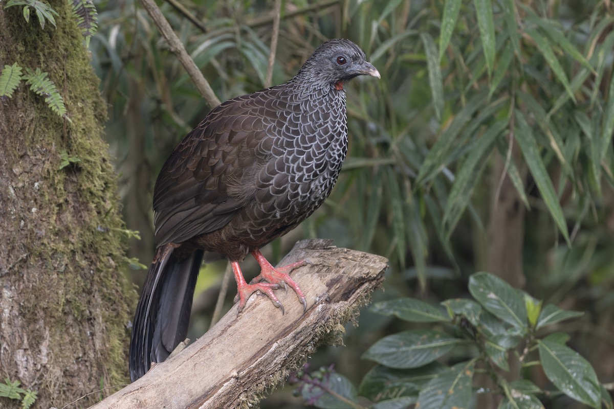 Andean Guan - ML626520127