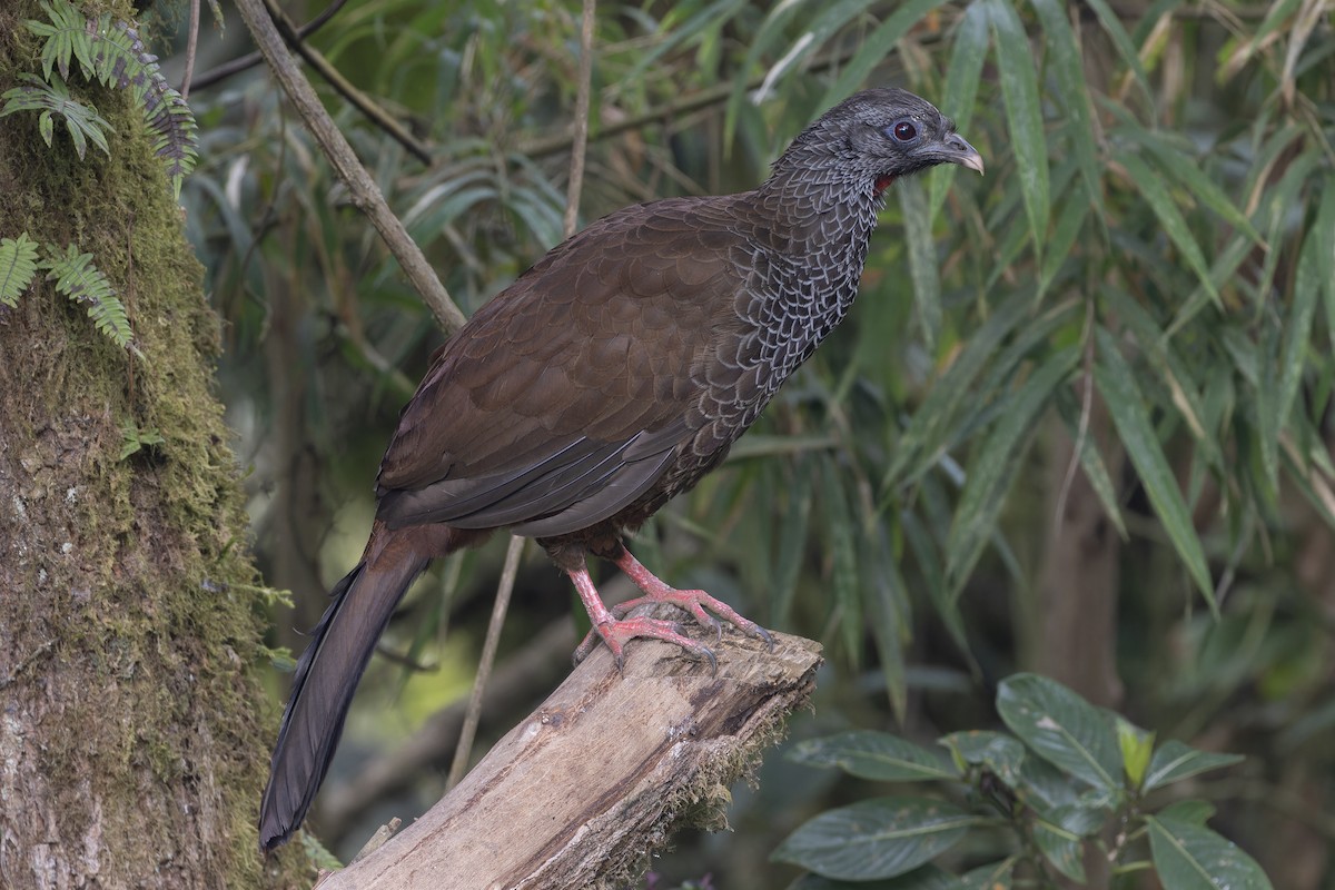 Andean Guan - ML626520128