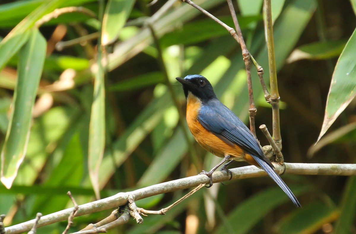 Sulawesi Blue Flycatcher (Tanahjampea) - ML626520319