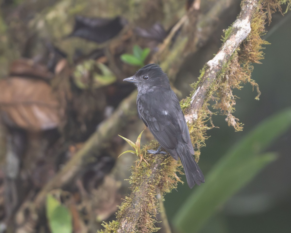 Угольный бекард - ML626520402