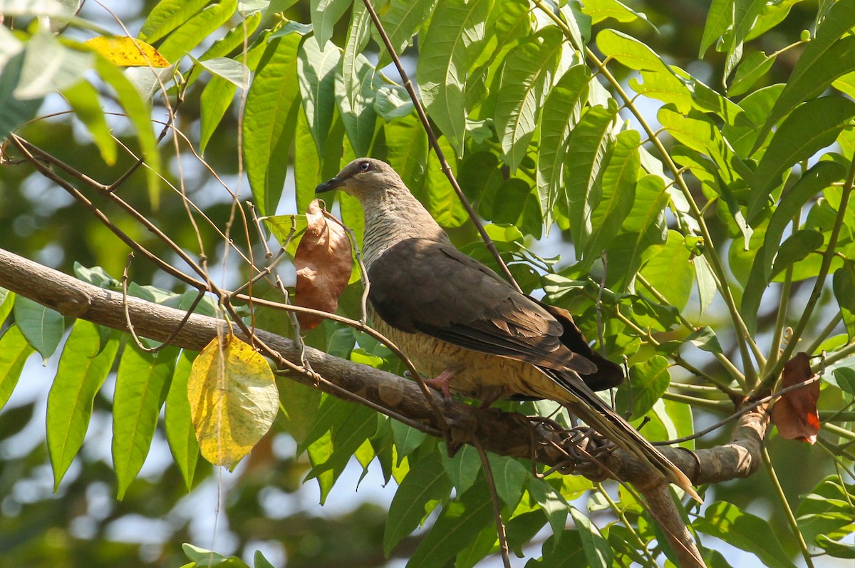 Flores Sea Cuckoo-Dove - ML626520524