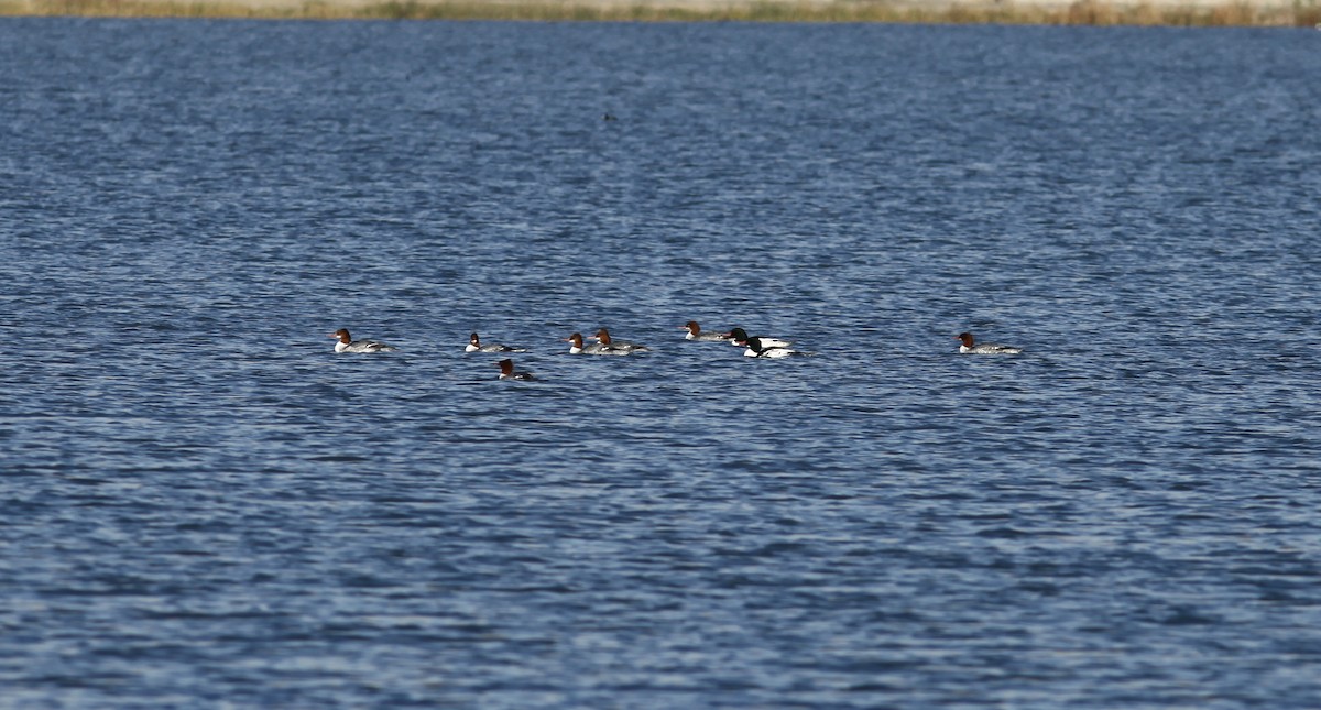 Common Merganser - ML626520551