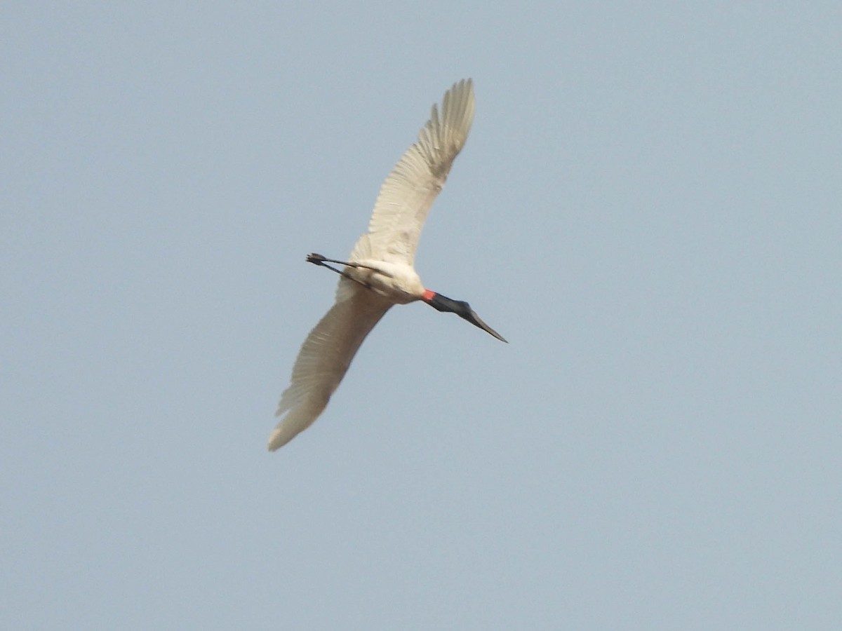 Jabiru - ML626520673