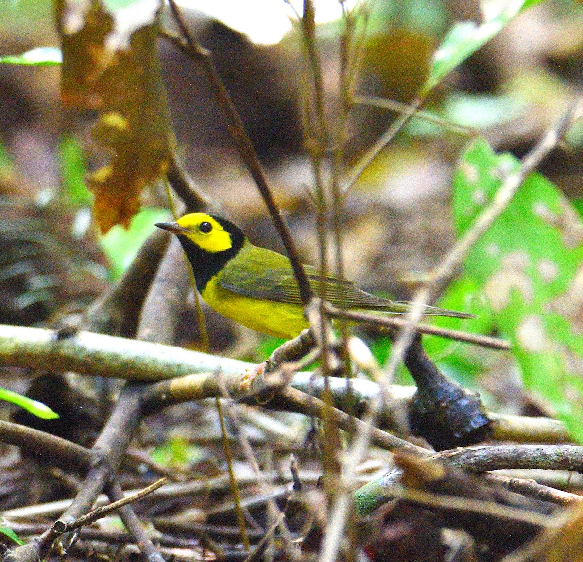 Hooded Warbler - ML626520886