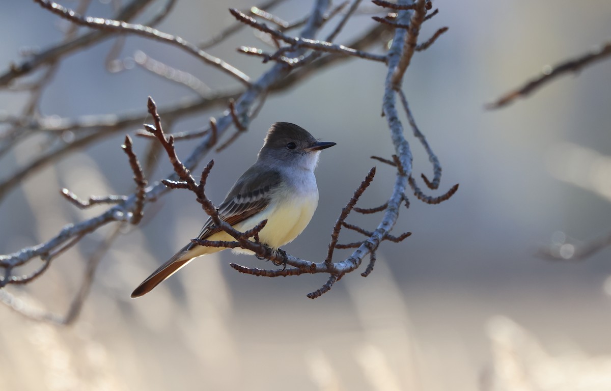 Ash-throated Flycatcher - ML626520934