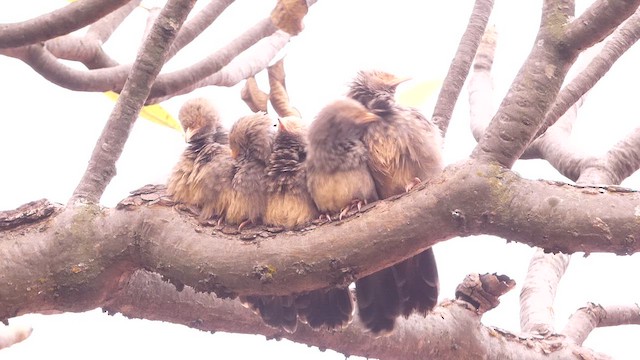 Yellow-billed Babbler - ML626520974