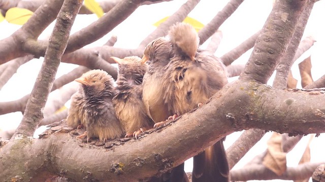 Yellow-billed Babbler - ML626520976