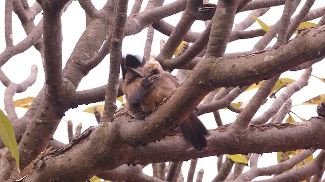 Yellow-billed Babbler - ML626520980