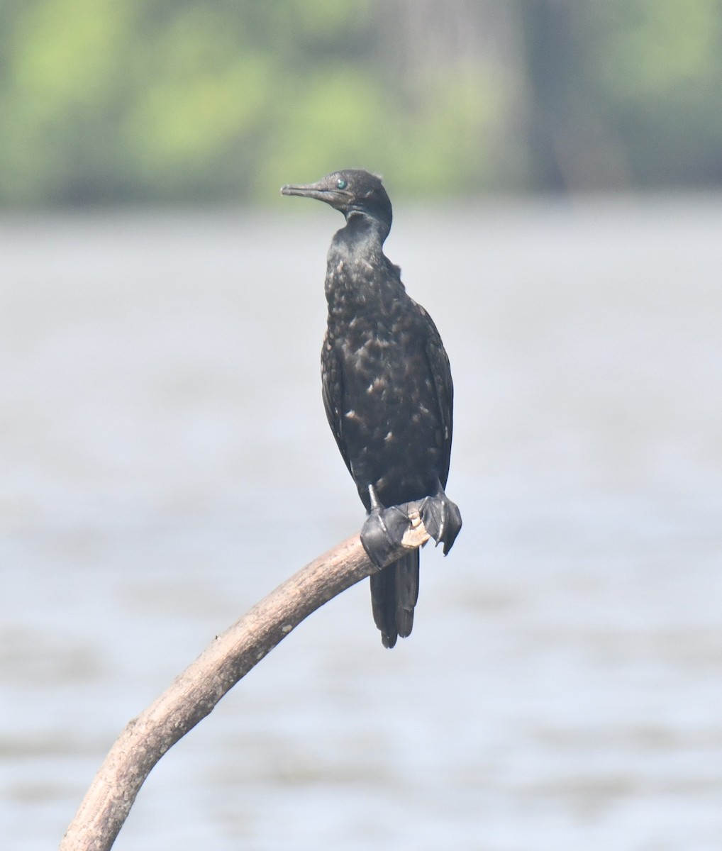 Indian Cormorant - ML626521377