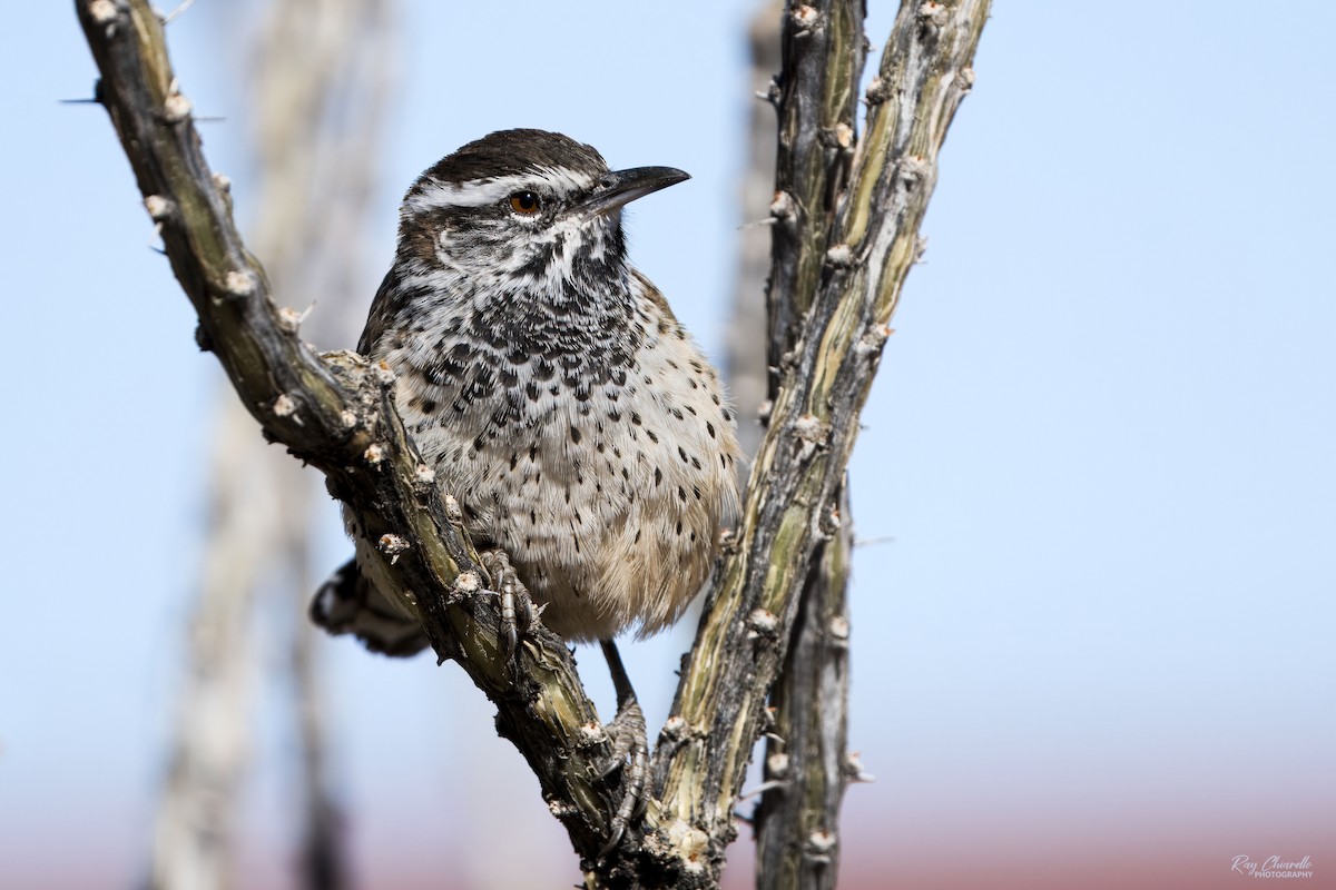 Cactus Wren - ML626521387