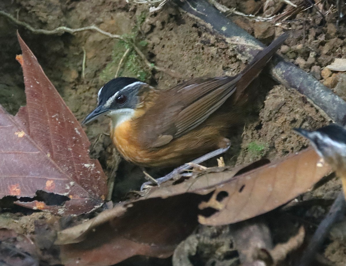 Bornean Black-capped Babbler - ML626521594