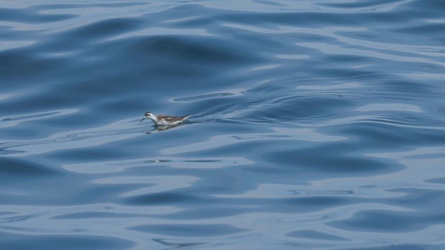 svømmesnipe - ML626521707