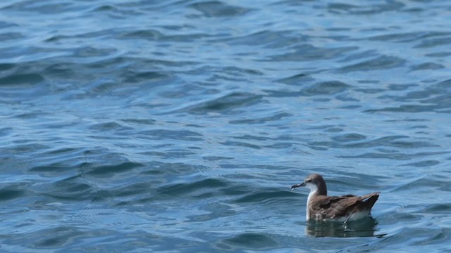 perserlire - ML626521709