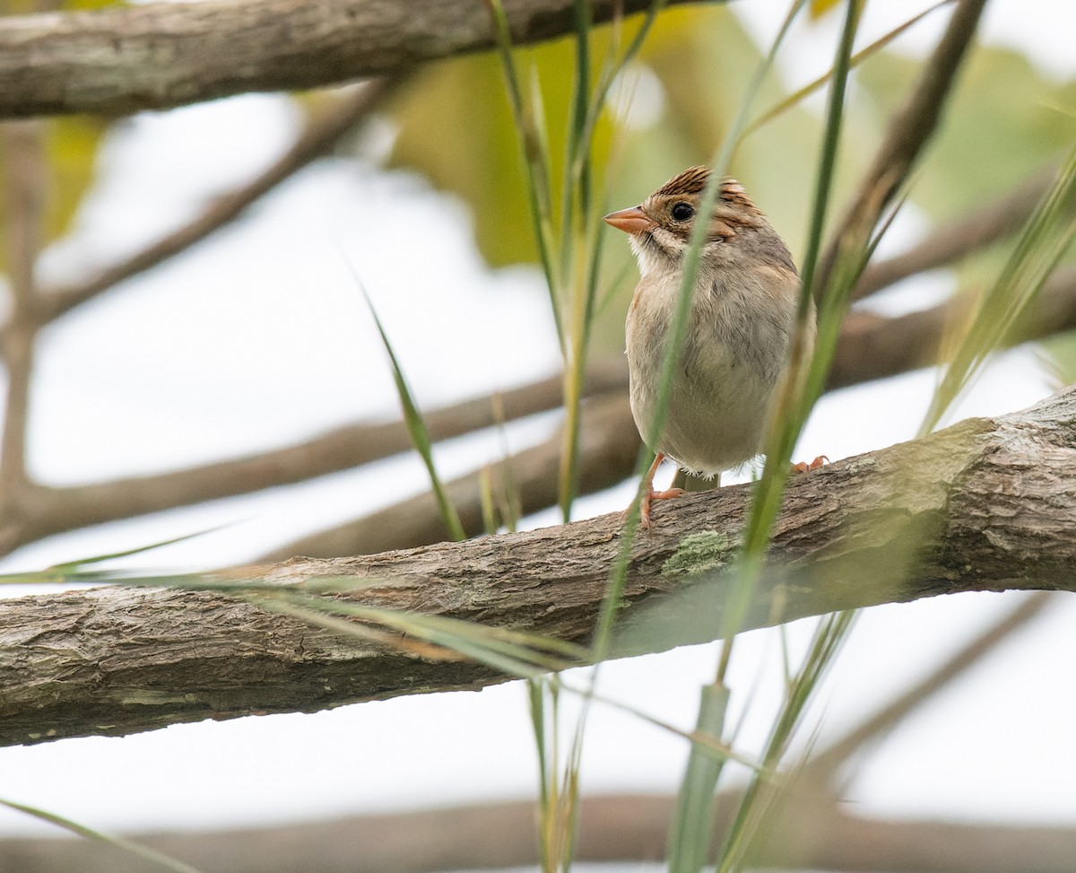 Clay-colored Sparrow - ML626521722