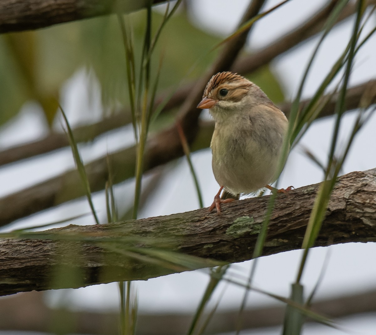 Clay-colored Sparrow - ML626521725
