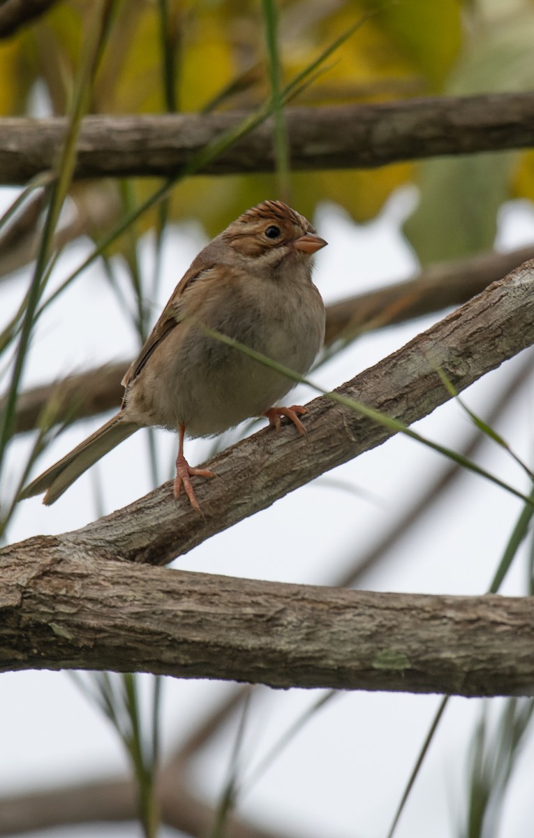 Clay-colored Sparrow - ML626521728