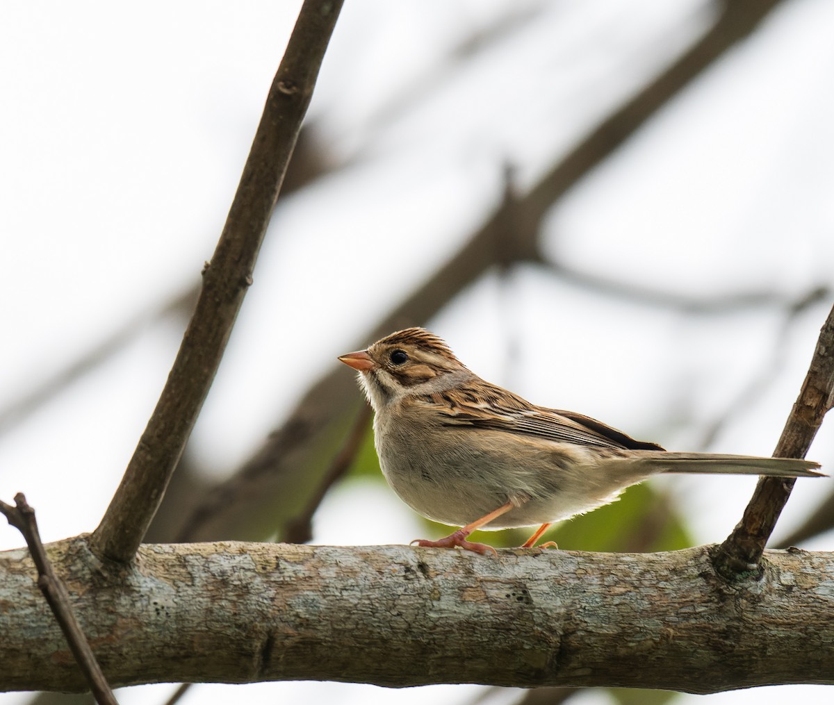 Clay-colored Sparrow - ML626521732