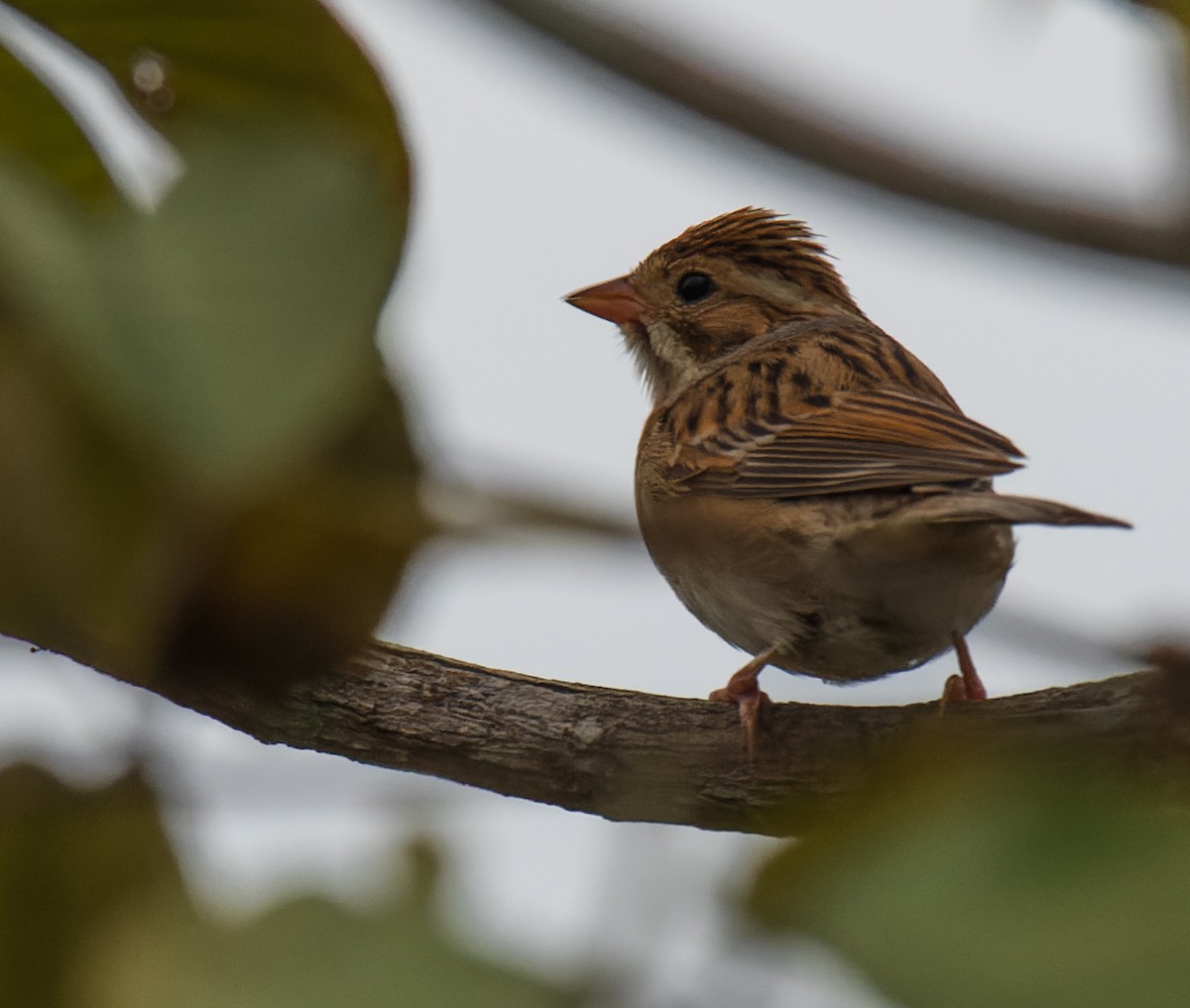 Clay-colored Sparrow - ML626521738
