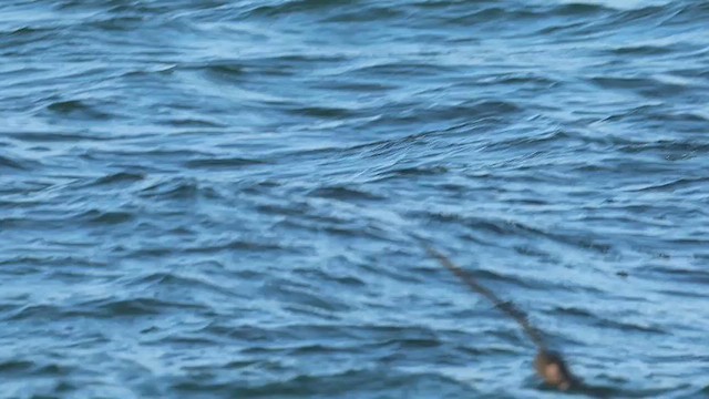 lysbeinlire - ML626521777