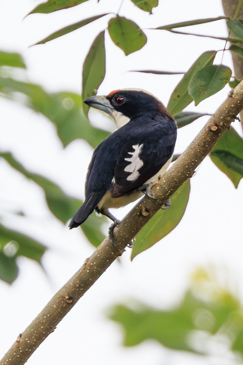 Weißnacken-Bartvogel - ML626521830