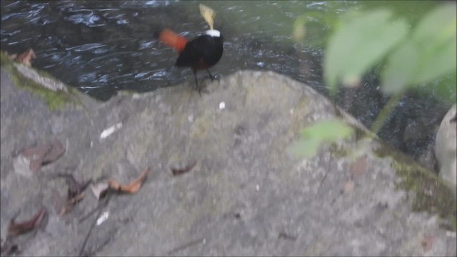 Халзан гал сүүлт - ML626522180