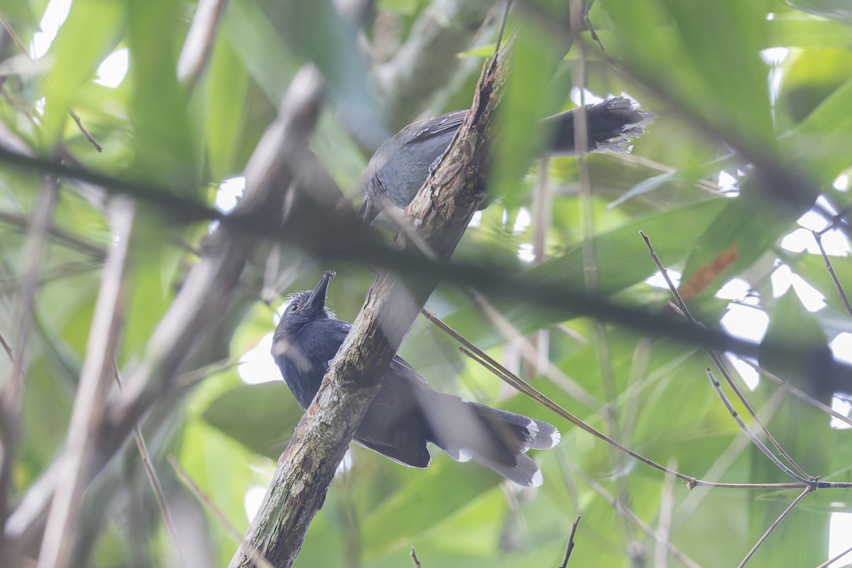 Manu Antbird - ML626522284