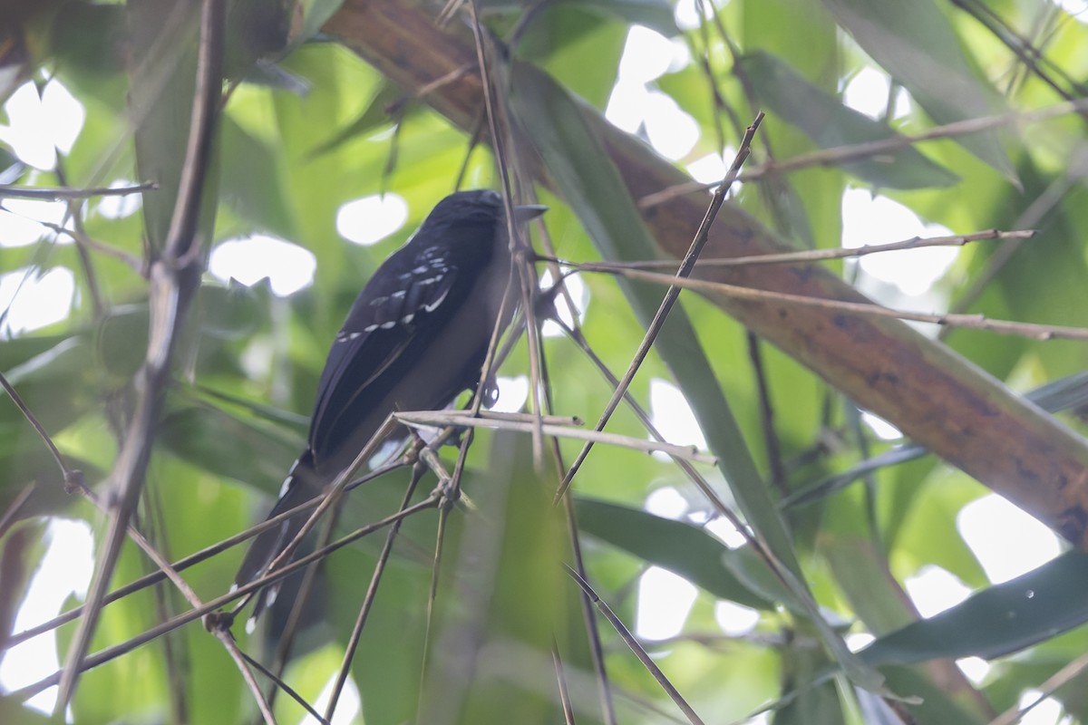 Manu Antbird - ML626522285