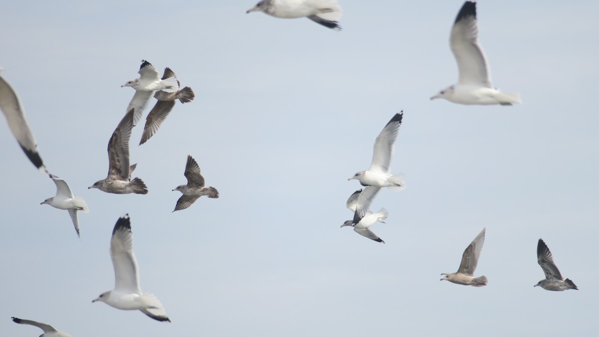 California Gull - ML626522297